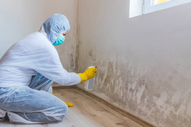 Licensed Commercial Mold Remediation service in Winfield, IL - WQB Mold Removal